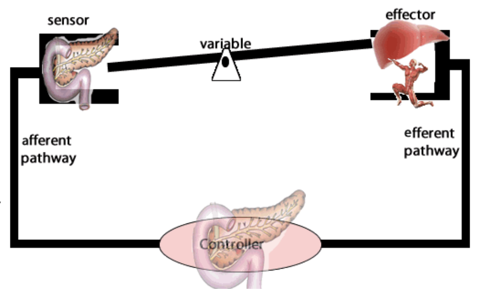 <p><span style="background-color: transparent; font-family: "Proxima Nova", sans-serif;"><span>Maintain a relatively constant internal environment even when the external environment changes significantly</span></span></p>