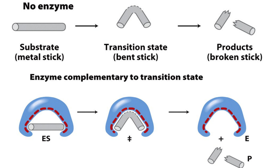 <p>the enzyme can change the shape of the substrate/reactant by making it into the shape it needs to be for the transition phase more quickly and easily</p>