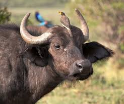 +/+ Relação mutuamente benéfica, mas não obrigatória