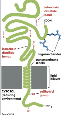 <ul><li><p>external cell environment: <span style="color: blue">Non- reducing</span></p><ul><li><p><span style="color: blue">allows </span>formation of disulfide bonds </p></li></ul></li><li><p>internal cell environment: <span style="color: red">Reducing </span></p><ul><li><p><span style="color: red">prevents </span>formation of disulfide bonds </p><ul><li><p>carbohydrate groups are found in the extracellular side of the plasma membrane </p></li></ul></li></ul></li></ul>