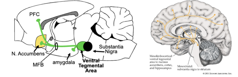 <p>all DA cell bodies located in midbrain, send axons to many brain regions (DA neurons = projection neurons)</p><ul><li><p>ventral tegmental area = heart of mesolimbic DA (send DA via medial forebrain bundle to limbic regions (PFC, amygdala, nucleus accumbens)</p></li></ul><p></p>