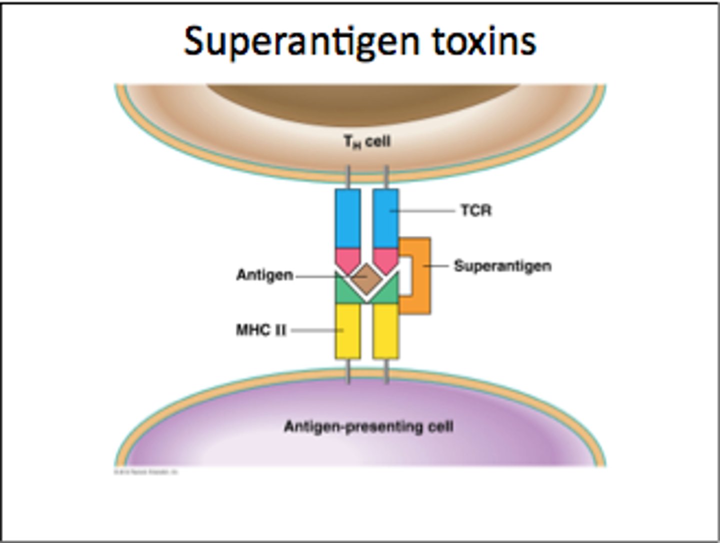 <p>-enterotoxin binds MHC II and elicits cytokine bolus and hyperactive CD4 T cell and pro-inflammatory cytokine response</p>