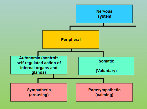 <p>made up of billions of neurons and controls our thoughts, responses, and movements; divided into the central nervous system (CNS) and the peripheral nervous system (PNS)</p>