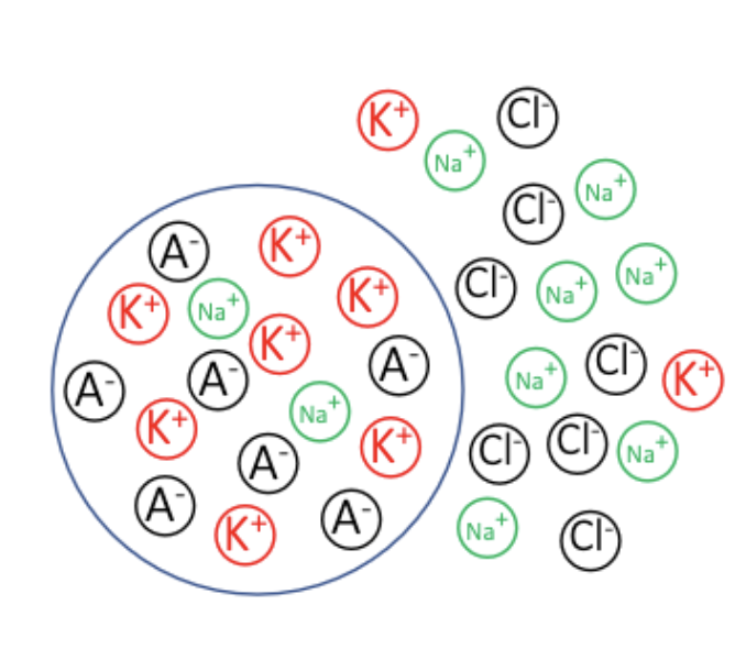 <p><span><span>Intracellular fluid consists mostly of: positively charged </span><em><span>potassium</span></em><span> ions (K+) and negatively charged </span><em><span>organic anions</span></em><span> (A-).</span></span></p><p><span><span>Extracellular fluid consists mostly of: positively charged </span><em><span>sodium</span></em><span> ions (Na+) and negatively charged </span><em><span>chloride ions</span></em><span> (Cl-).</span></span></p><p><span><span>The difference in the concentration of K+ and Na+ inside and outside the cell is caused by the Na+/K+ pump (an enzyme that actively ‘pumps’ Na+ out of the cell and pumps K+ inside the cell).</span></span></p><p><span>The cell membrane is mostly permeable to K+ (via potassium channels). The force caused by </span><em><span>the concentration gradient wants to move K+ from intra- to extracellular space.</span></em></p>