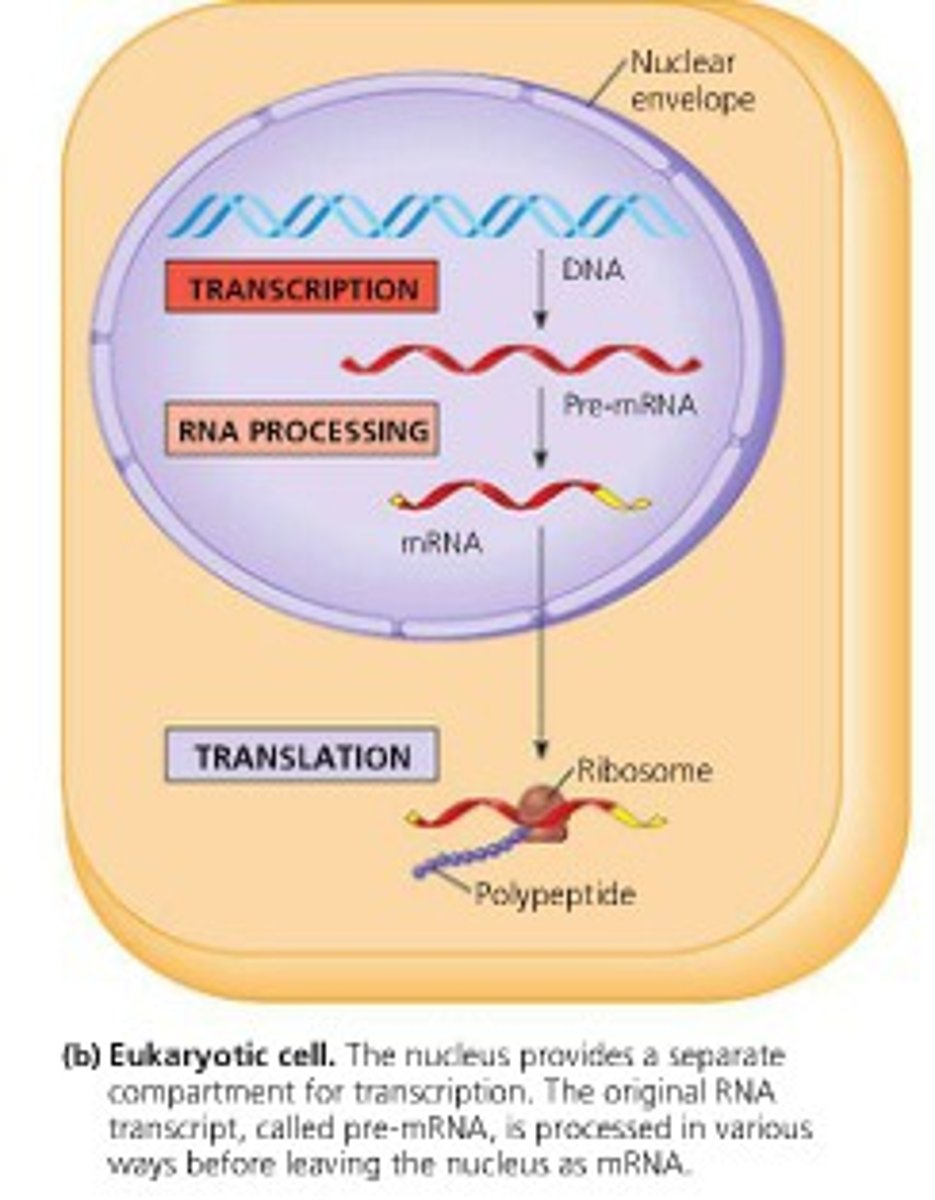 <p>has nucleus; original mRNA molecule modified and sent to ribosomes for translation</p>