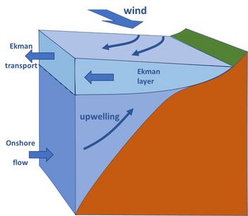 <p>The Ekman transport piles up surface water (at an angle of 45) in some areas of the ocean and removes water from other areas, producing variations in SSH. This causes <strong>the ocean surface to slope gradually</strong>.</p>