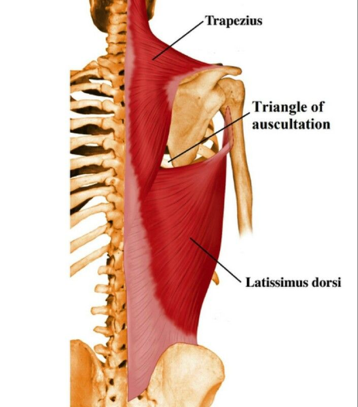 <p>medial to the scapula</p>