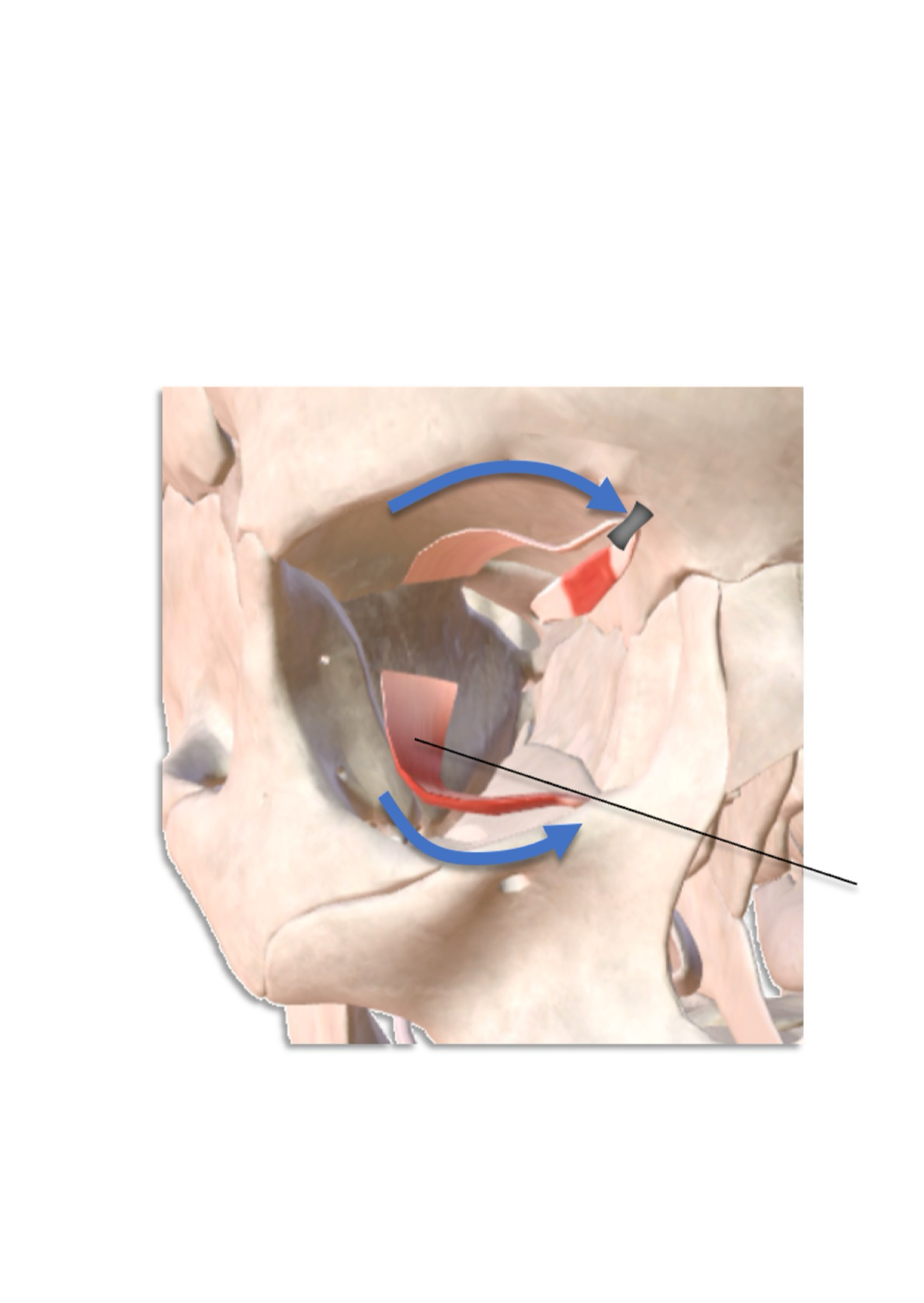 <p><strong><em><u>Inferior Oblique</u></em></strong></p><ul><li><p>Laterally rotates gaze (extorsion)</p><ul><li><p>Elevates gaze</p></li><li><p>Abduct gaze</p></li></ul></li></ul><p></p>