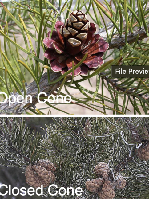 <p>cones, variable shape, open curved upward, smaller, will have both open and closed cone, thick scale edge</p>