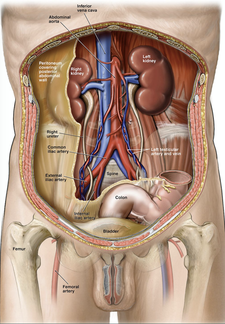 <p>Retroperitoneum; T12-L4</p>