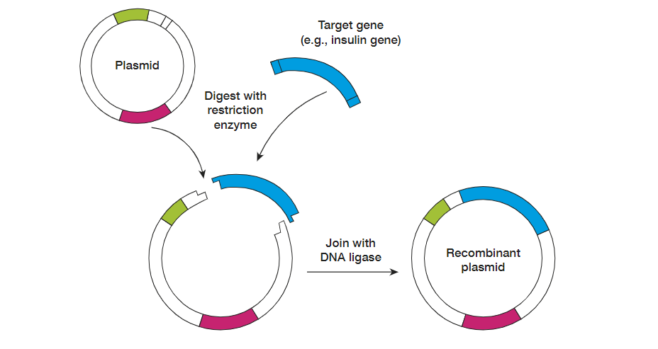 <p>A genetic engineering process where DNA is extracted from a target cell containing gene of interest into a plasmid.</p>