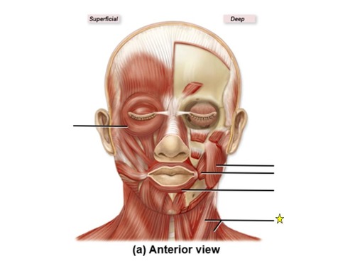 <p>identify the muscle</p>