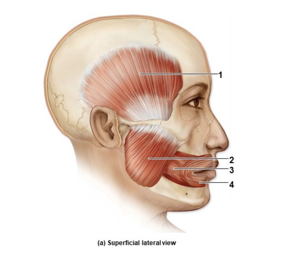 <p>What muscle is #3?</p>