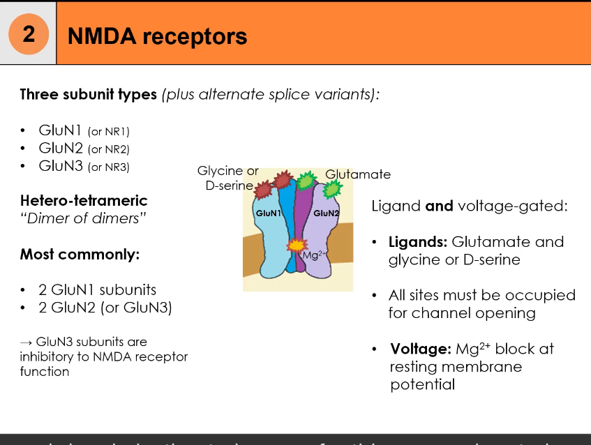 <p></p><ul><li><p>NMDA receptors are ionotropic glutamate receptors involved in synaptic plasticity, learning, and memory.</p></li><li><p>Slower onset, longer lasting.</p><p class="p1">Conduct significant Ca²⁺, triggering intracellular signalling.</p></li><li><p>They are composed of three possible subunit types: GluN1 (NR1), GluN2 (NR2), GluN3 (NR3), with splice variants.</p></li><li><p>The receptor is heterotetrameric, arranged as a dimer of dimers.</p></li><li><p>Most common composition:<br></p><ul><li><p>2 × GluN1 subunits</p></li><li><p>2 × GluN2 subunits (sometimes GluN3 instead)</p></li></ul></li></ul><p></p><ul><li><p>Dual ligand requirement:</p><ul><li><p>Glutamate binds to GluN2</p></li><li><p>Glycine or D-serine binds to GluN1</p></li><li><p>All ligand-binding sites must be occupied for activation</p></li></ul></li></ul><p></p><ul><li><p>Voltage dependence:</p><ul><li><p>At resting membrane potential, the channel pore is blocked by Mg²⁺</p></li><li><p>Postsynaptic depolarisation expels Mg²⁺ from the pore</p></li></ul></li></ul><p></p><ul><li><p>Channel opening requires two conditions simultaneously:</p><ul><li><p>Ligand binding (glutamate + glycine/D-serine)</p></li><li><p>Membrane depolarisation to remove the Mg²⁺ block</p></li></ul></li></ul><p></p><ul><li><p>Ion permeability:</p><ul><li><p>NMDA receptors allow Ca²⁺, Na⁺, and K⁺ to pass</p></li><li><p>Ca²⁺ influx is the key signal for synaptic plasticity (e.g. LTP)</p></li></ul></li></ul><p></p><ul><li><p>Role of GluN3:</p><ul><li><p>Inclusion of GluN3 subunits reduces receptor activity</p></li><li><p>Functionally inhibitory/modulatory to NMDA receptor signalling</p></li></ul></li></ul><p></p><p></p>
