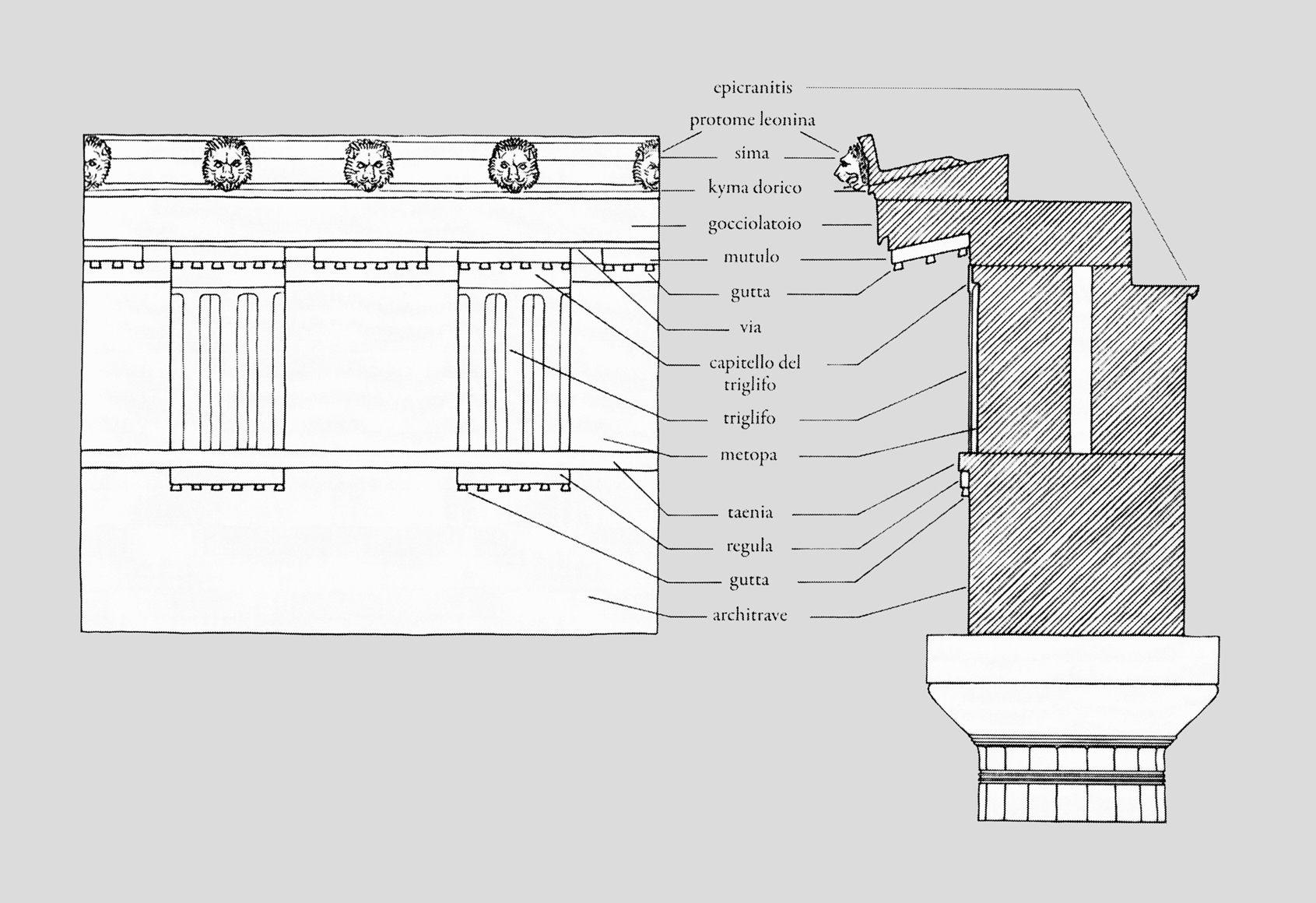 <p>Nell'ordine dorico il soffitto è ornato da una serie di placche rettangolari ("mutuli"), che tendono a riprendere il medesimo ritmo dell'alternanza di metope e triglifi nel sottostante fregio e sono ornati da più file di piccole bozze troncoconiche (guttae o "gutte").</p>
