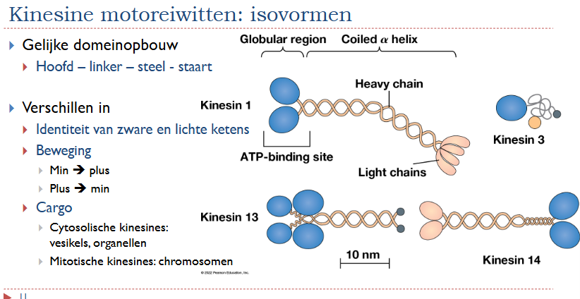 <ul><li><p>Gelijke domeinopbouw</p><ul><li><p>Hoofd - linker - steel - staart</p></li></ul></li><li><p>Verschillen in</p><ul><li><p>Identiteit zware en lichte ketens</p></li><li><p>Beweging</p><ul><li><p>Min → Plus</p></li><li><p>Plus → Min</p></li></ul></li><li><p>Cargo</p><ul><li><p>Cytosolische kinesines: vesikels, organellen</p></li><li><p>Mitotische kinesines: chromosomen</p></li></ul></li></ul></li></ul><p>Opm bij afbeelding: Kinesine 3 komt voor als een monomeer en kan dus geen processiviteit vertonen</p>