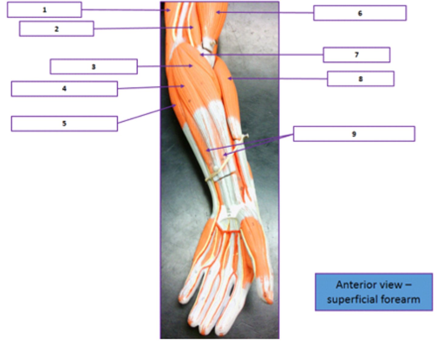 <p>Identify the muscle labeled as 9.</p>