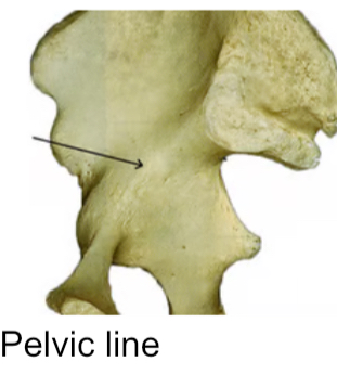 <p>Low ridge, more delicate than a crest</p>