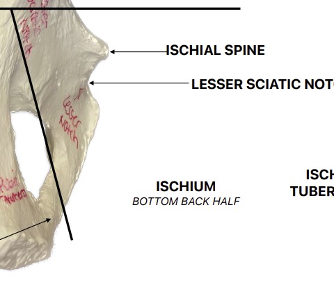 <p>What is the back half of bottom half of the hip bone?</p>