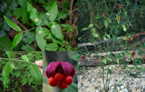 Family: Celastraceae
Common: hearts-a-bursting, American strawberry bush
Range: TX > IL > FL
Habitat: Mesic floodplains, hardwood forests, temporary flooded areas
Height: 6ft tall
Persistence: tardily deciduous
Leaves: Simple, opposite. Lanceolate to elliptic in shape, sometimes broader. Margin has tiny serrations. Slightly angular twigs. Green throughout (including twigs). 
Fruit: 3-5 lobed capsule
Other: Browsed by mammals, birds love, everything but the ripe fruits are toxic.
Tol: Intermediate shade tol, low salt, low to mid flood