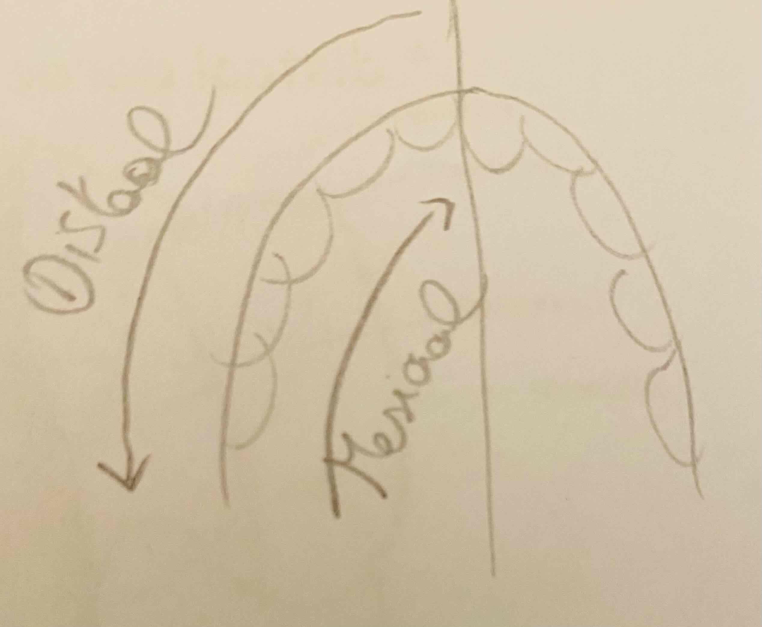 <p>Wat is mesiaal?</p>