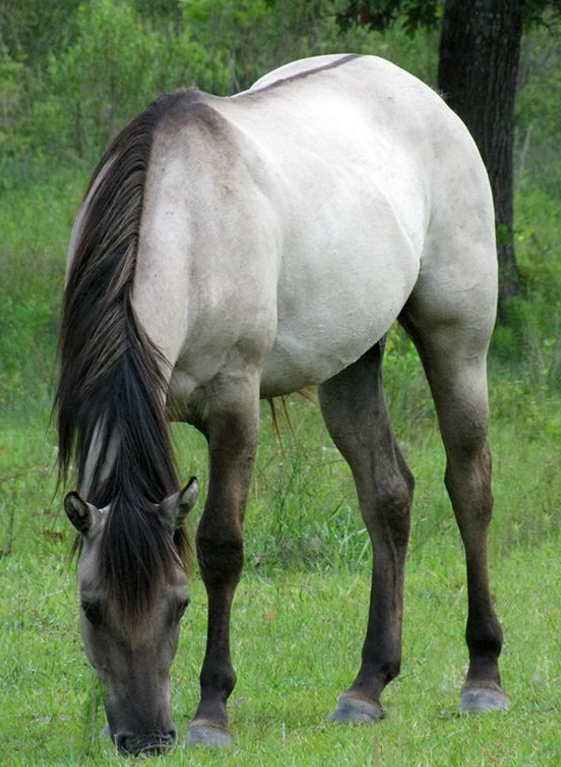 <p>What breed (pattern) is this horse?</p>