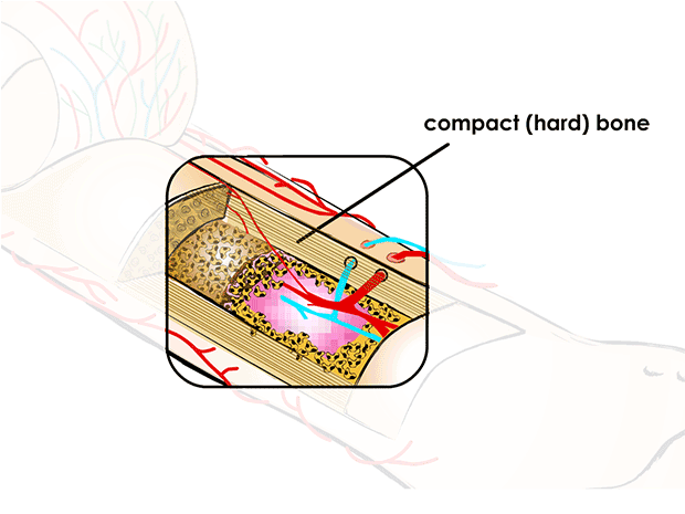 <p>compact (hard) bone</p>