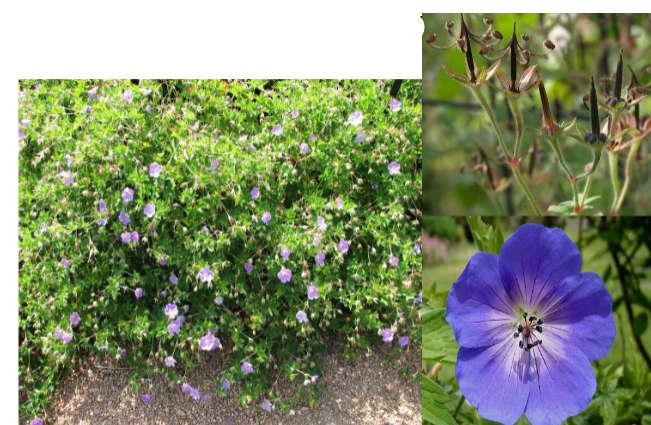 -seed pods shaped like crane's bills
-foliage red in fall