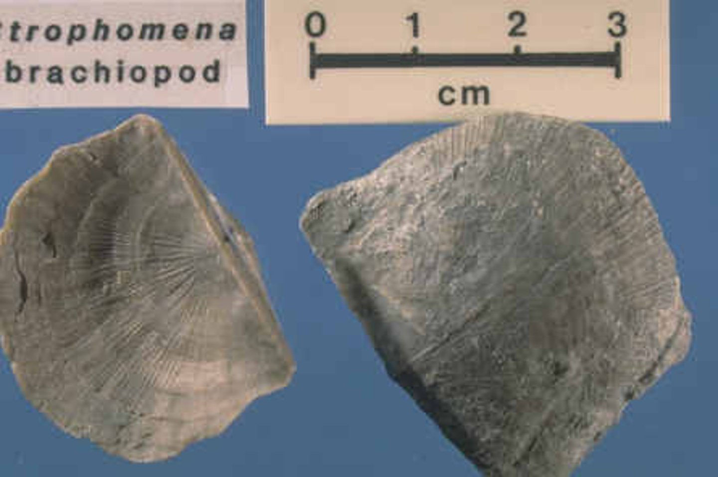 <p>-lophophore for feeding and respiration</p><p>-true body cavity</p><p>-u-shaped complete digestive system</p><p>-included in lophophorate clade</p><p>-resemble clams because of two shell valves, but clams have no lophophores</p><p>-sessile organisms</p><p>-attach to substrate w/ muscular pedicle using lophophore to feed</p><p>-lingula anatina in tampa bay</p>