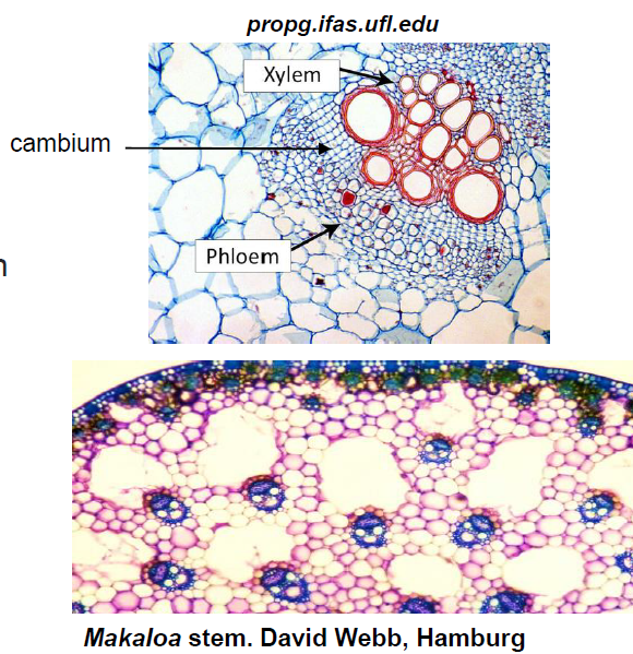 <ul><li><p>the first of three types of complex tissues</p></li><li><p>transports water, minerals, and signaling molecules</p></li><li><p>cell types: tracheids, vessels, fibers, and parenchyma</p></li><li><p>heavily lignified secondary cell walls, often dead at maturity</p></li></ul><p></p>