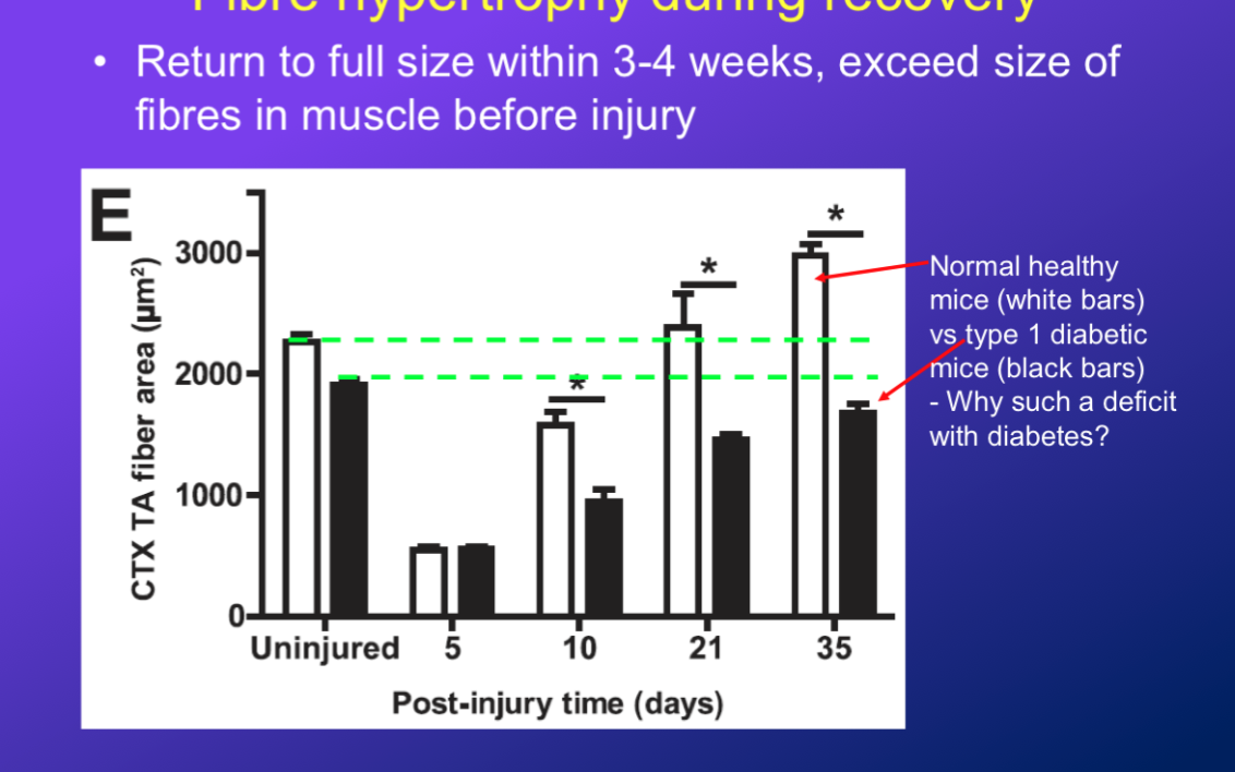 <p>-elicited severe damage to mice and looked at fibre area</p><p>-at 5 days post injury, there are much smaller fibre, so already degenerated and starting to rejuvinate and repair</p><p>-at 10 days, start to get shape of fibre back and lay down cytoskeleton, so there is jump is size (but still lower than before damage)</p><p>-at 21 days, size of muscle fibres in normal rats is bigger than fibre pre injury</p><ul><li><p>but the size in diabetic anumals is juts approaching their original size</p></li></ul><p>-at 35 days, you have bigger fibre than you had before!</p><ul><li><p>in diabetic, it takes wayyy longer to get to that pre exercise size and they dont really surpass the size either</p></li></ul>