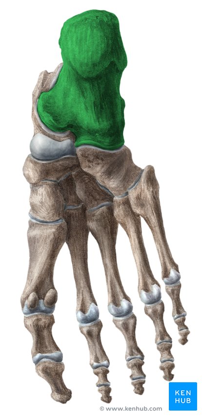 <p>Insertion: gastrocnemius (both heads), soleus, and plantaris (posterior surface via tendocalcaneus (Achilles's tendon))</p>