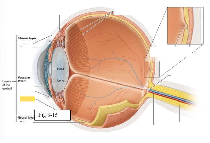 <ul><li><p><span style="background-color: transparent; font-family: &quot;Times New Roman&quot;, serif;"><span>supplies oxygen and nutrients to the cells of the eye</span></span></p><ul><li><p><span style="background-color: transparent; font-family: &quot;Times New Roman&quot;, serif;"><span>Contains melanocytes, which produce the pigment melanin, and absorbs excess light</span></span></p></li></ul></li></ul><p></p>