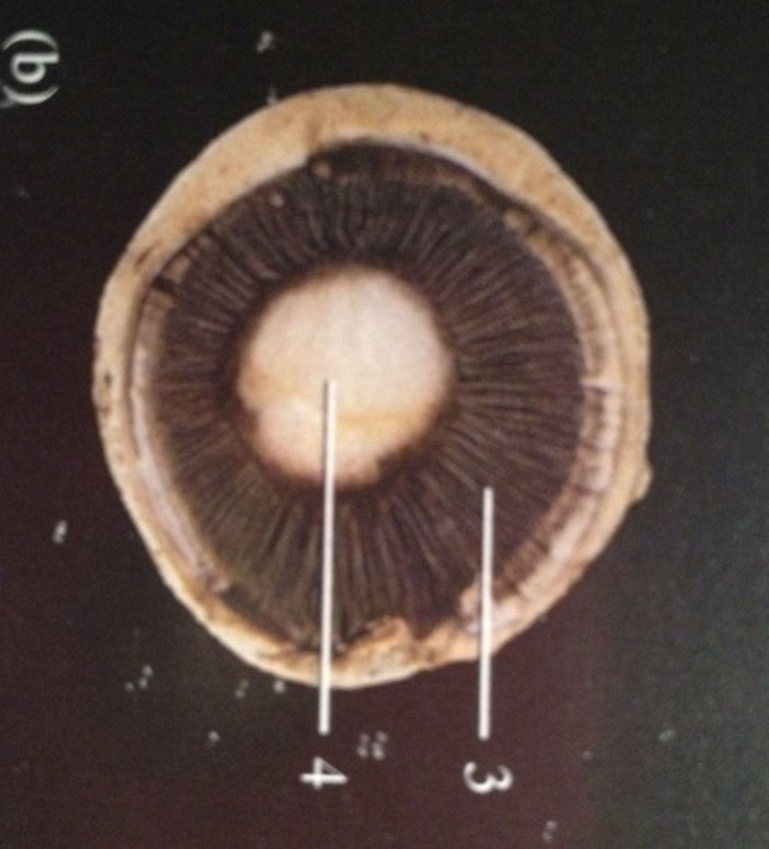 <p>any of the radiating leaflike spore-producing structures on the underside of the cap of a mushroom or similar fungus</p>