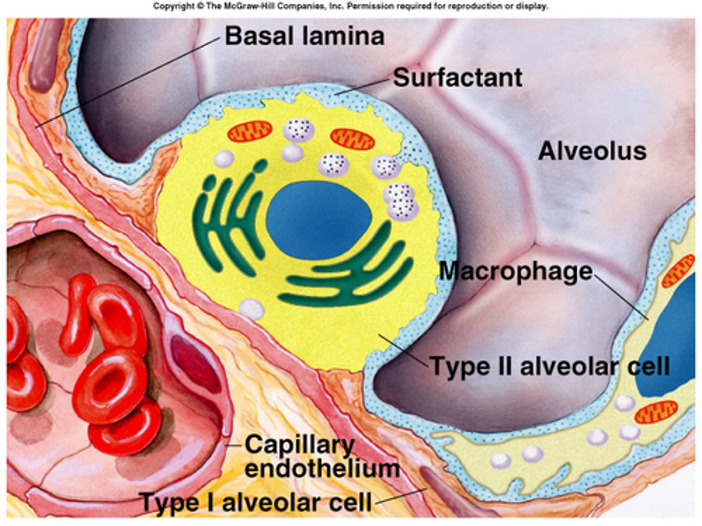 <p>lines the alveoli</p>
