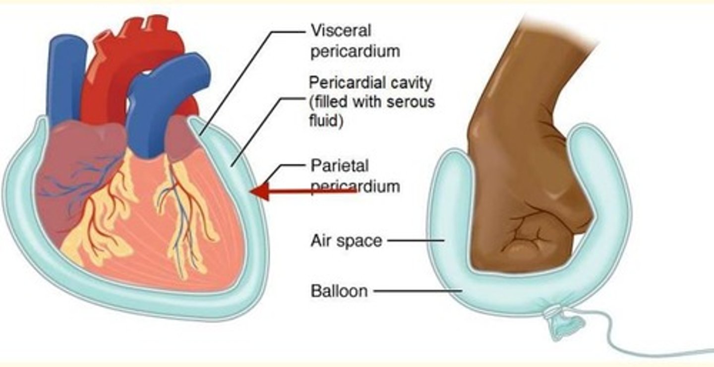 <p>- Heart</p><p>- Lungs</p><p>- Digestive tract</p>