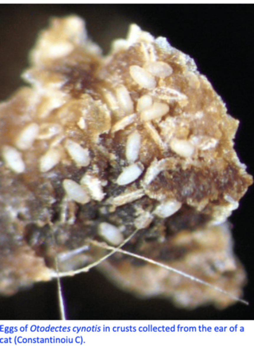 <p>As few as 3 parasites may cause clinical signs</p><p>(difficulties in the diagnosis);</p><p>Cats differ in their ability to serve as hosts for O. cynotis</p><p>Physical presence of the mite, feeding on the epithelium =&gt; mechanical irritation which accounts for some of the pruritus;</p><p>Hypersensitivity reaction against saliva, that develops after 2 weeks is responsible for most of the pruritus;</p><p>Secondary bacterial infections may occur;</p>