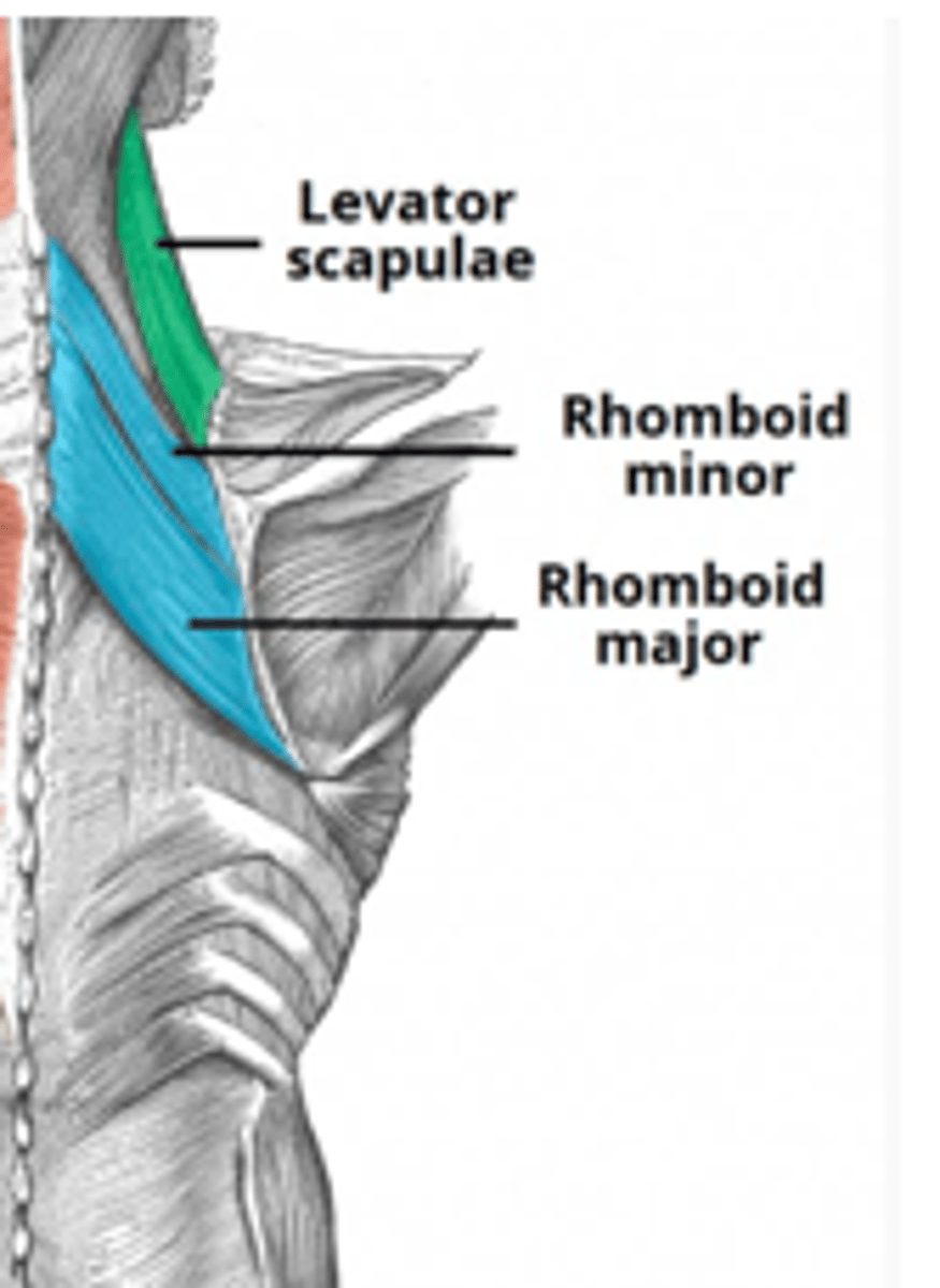 <p>Levator Scapulae and Rhomboid minor and major</p>