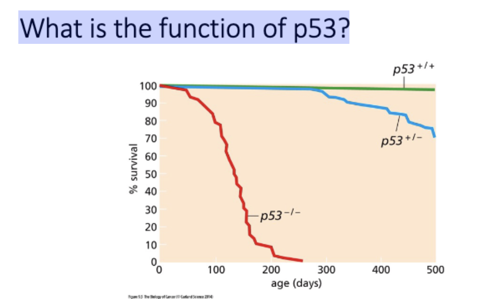 <p>p53 - not required for development, required for longevity</p><p>p53 required for apop after exposed to radiation</p>