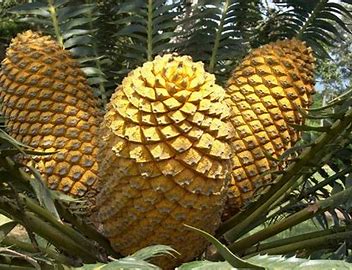 <p>Naked seed, seeds develop on cones, </p>