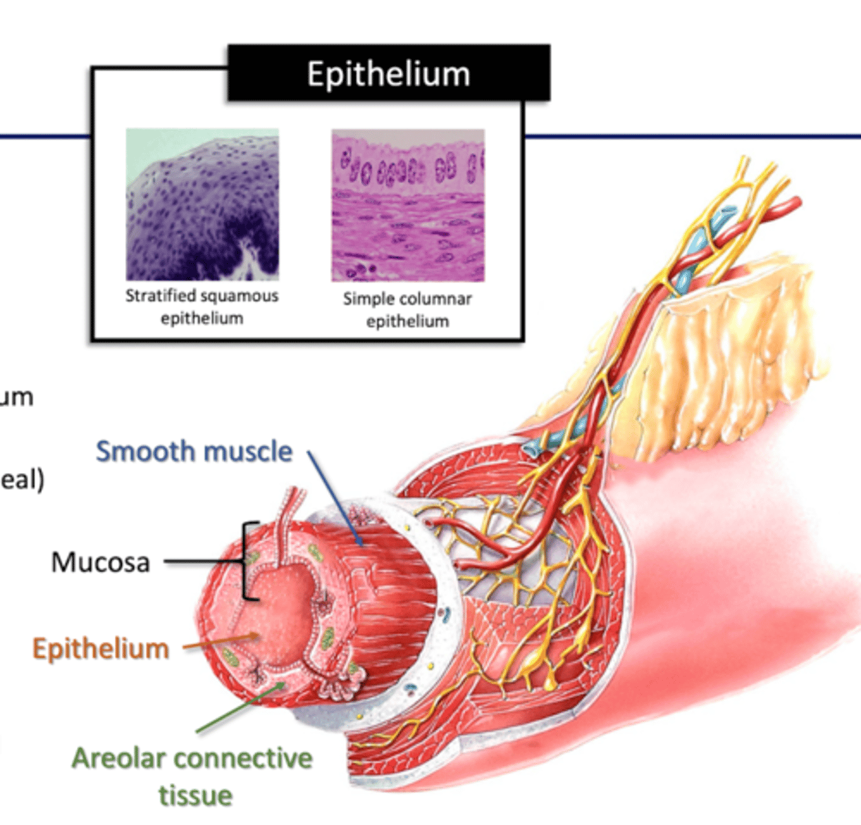 <p>Mouth/pharynx/esophagus: stratified squamous epithelium (protection)</p><p>Stomach/intestine: simple columnar epithelium (tight seal)</p><p>--replaced 5-7 days</p>