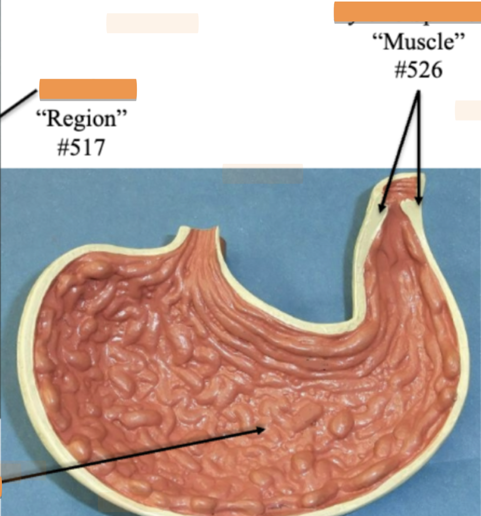 <p>Label muscle</p>