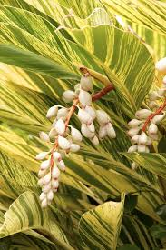 <p>Shell Ginger</p>