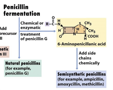 <p><strong>Semisynthetic penicillin</strong> <strong><mark data-color="green" style="background-color: green; color: inherit">eg ampicillin or amoxycillin, methicillin</mark></strong></p>