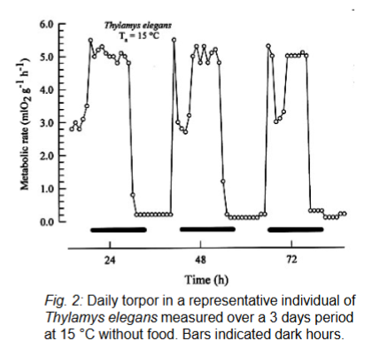 <p>a short-term torpor that occurs in many bats, small mammals, birds</p><p>small mammals can lower body temp to near freezing, but wake up every days to eat and excrete</p>
