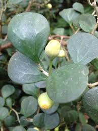 <p>Mistletoe Fig</p>