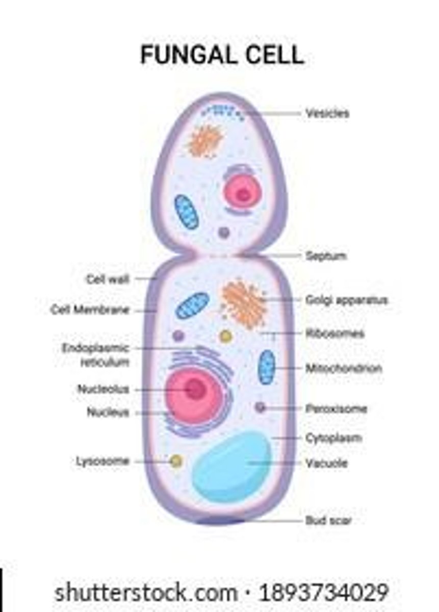 <p>Eukaryotic, multicellular organisms, some pathogenic.</p>