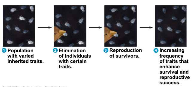 <ul><li><p>individuals that are best suited to their environment are more likely to survive and reproduce</p></li><li><p>overtime, more individuals in a population will have the advantageous traits</p></li><li><p>in other words, the natural environment "selects" for beneficial traits</p></li></ul>