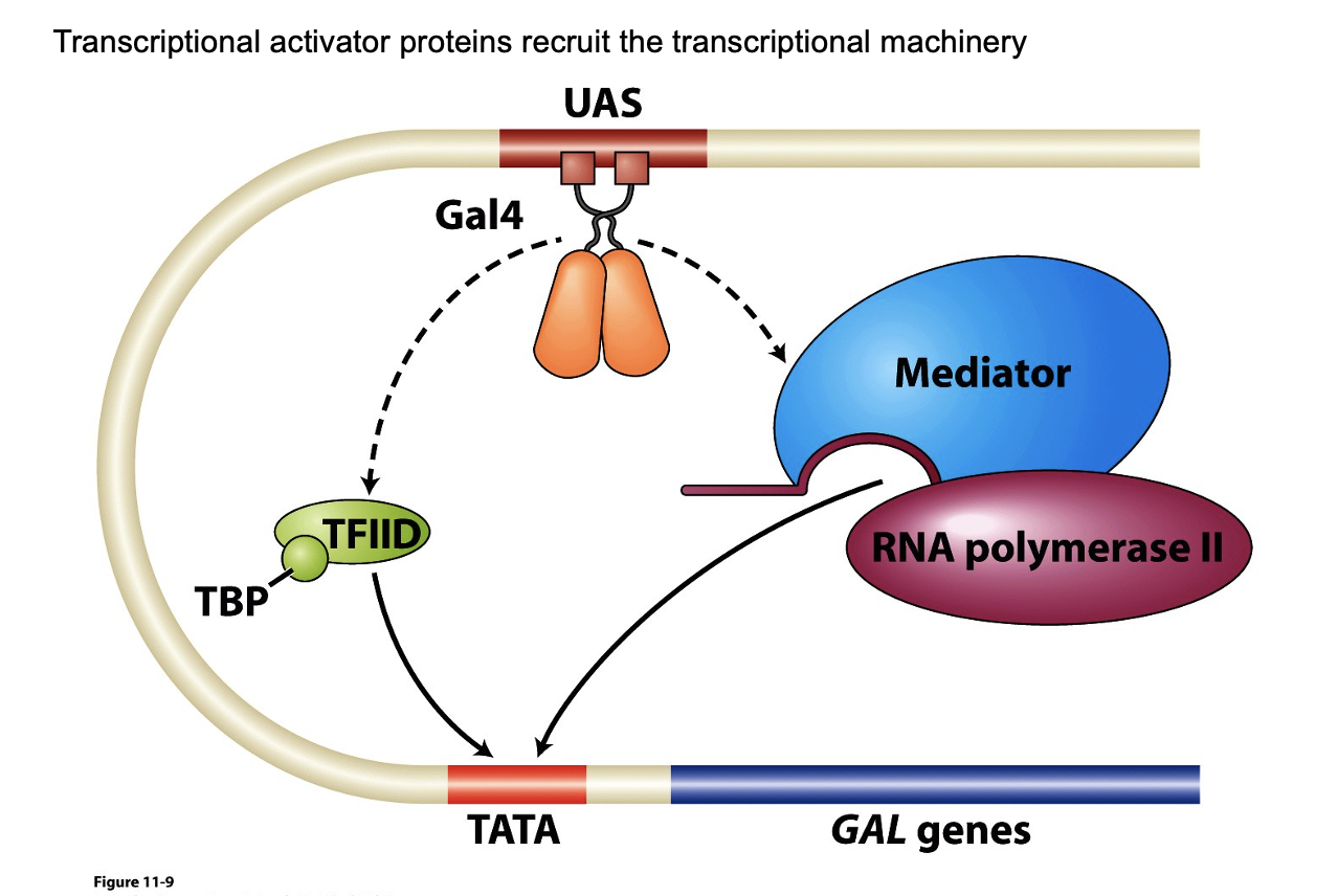 binding of GAL4 to the enhancer (UAS) removes GAL80, chromatin ends up folding so that UAS/GAL4 complex is proximal to the TATA sequence

RNA polymerase II/Mediator complex waits to be activated

gap in mediator waits to interact with TBP/TFIID complex

enhancer complex promotes formation of _ on TATA box, and promotes the recruitment of the large RNA polymerase complex to the TATA box