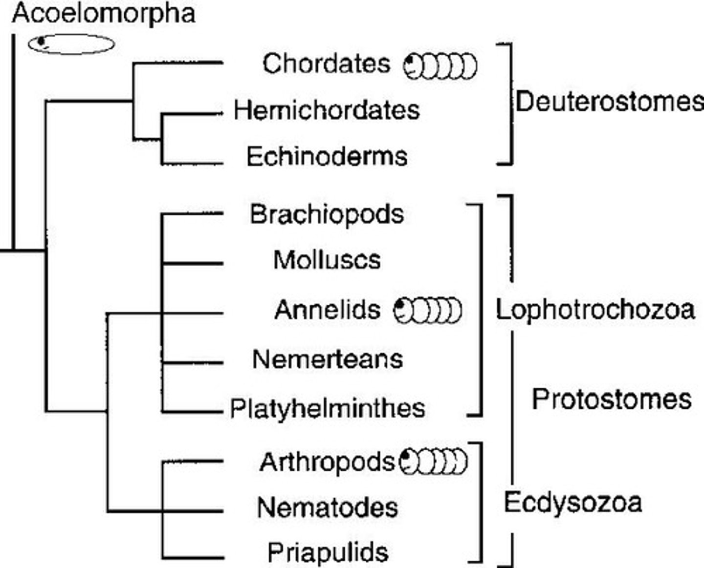 <p>Shared developmental patterns (radial cleavage, indeterminate cells, blastopore → anus) and deep genetic similarities.</p>